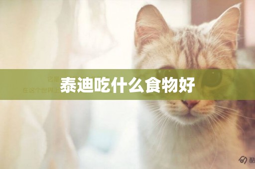 泰迪吃什么食物好