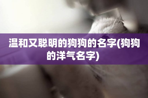 溫和又聰明的狗狗的名字(狗狗的洋氣名字) 