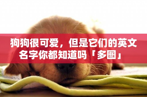 狗狗很可愛，但是它們的英文名字你都知道嗎「多圖」 