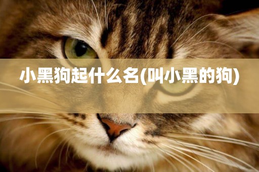 小黑狗起什么名(叫小黑的狗) 