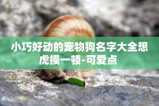 小巧好動的寵物狗名字大全想虎摸一頓-可愛點 