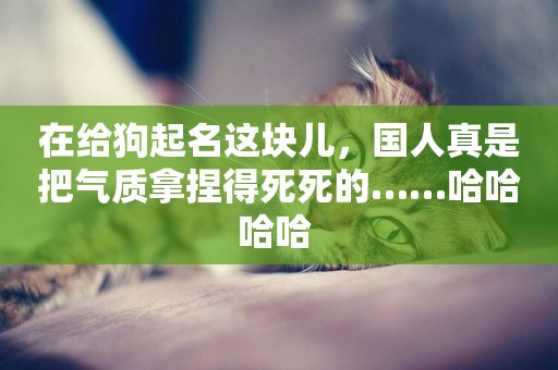 在給狗起名這塊兒，國人真是把氣質拿捏得死死的……哈哈哈哈 
