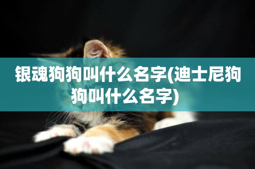 銀魂狗狗叫什么名字(迪士尼狗狗叫什么名字) 