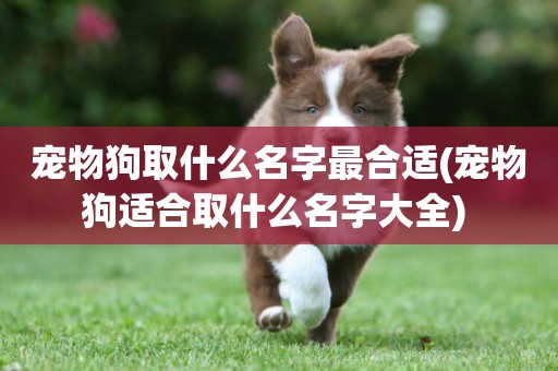 寵物狗取什么名字最合適(寵物狗適合取什么名字大全) 