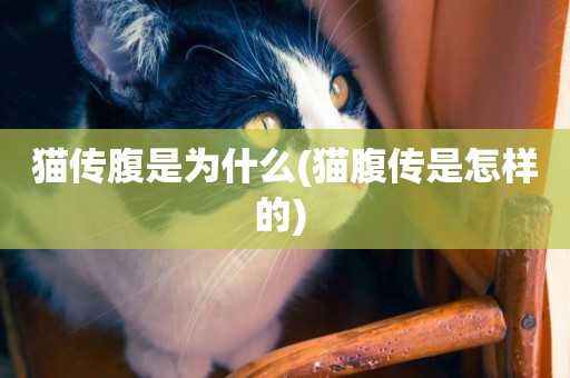 貓傳腹是為什么(貓腹傳是怎樣的) 