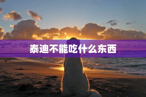 泰迪不能吃什么東西