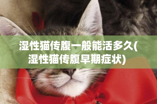 濕性貓傳腹一般能活多久(濕性貓傳腹早期癥狀) 