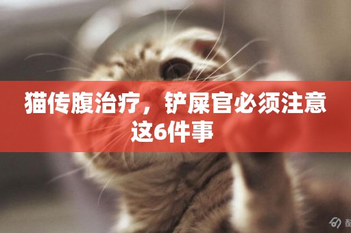 貓傳腹治療，鏟屎官必須注意這6件事 