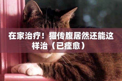 在家治療！貓傳腹居然還能這樣治（已痊愈） 