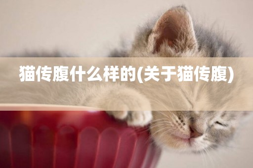 貓傳腹什么樣的(關于貓傳腹) 