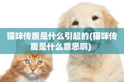 貓咪傳腹是什么引起的(貓咪傳腹是什么意思啊) 