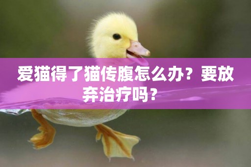 愛貓得了貓傳腹怎么辦？要放棄治療嗎？ 