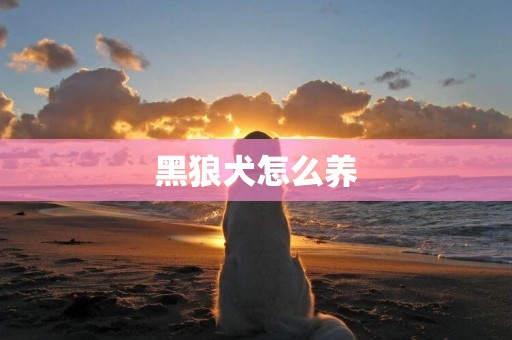 黑狼犬怎么養