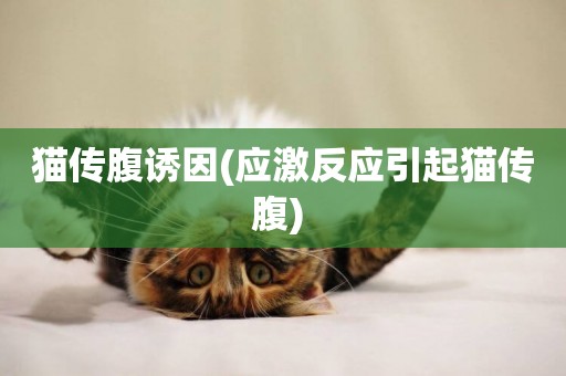 貓傳腹誘因(應激反應引起貓傳腹) 