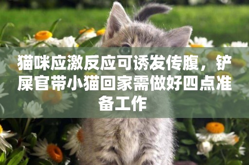 貓咪應激反應可誘發傳腹，鏟屎官帶小貓回家需做好四點準備工作 