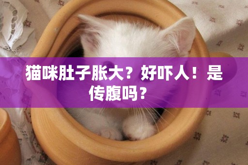 貓咪肚子脹大？好嚇人！是傳腹嗎？ 