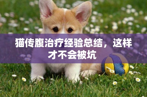 貓傳腹治療經驗總結，這樣才不會被坑 