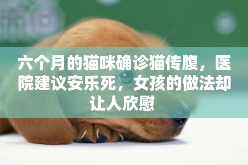 六個月的貓咪確診貓傳腹，醫院建議安樂死，女孩的做法卻讓人欣慰 