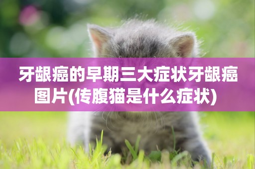 牙齦癌的早期三大癥狀牙齦癌圖片(傳腹貓是什么癥狀) 