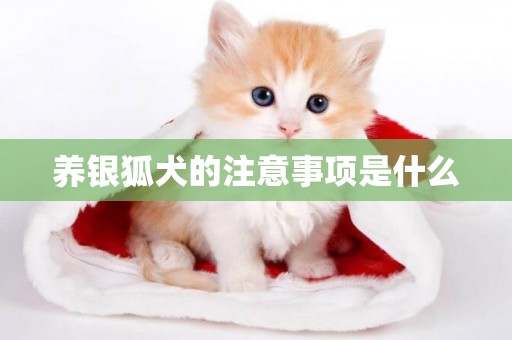 養銀狐犬的注意事項是什么
