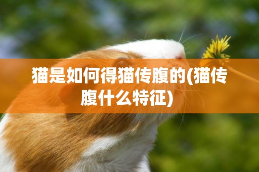 貓是如何得貓傳腹的(貓傳腹什么特征) 