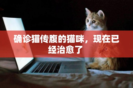 確診貓傳腹的貓咪，現在已經治愈了 