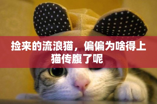 撿來的流浪貓，偏偏為啥得上貓傳腹了呢 