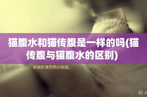 貓腹水和貓傳腹是一樣的嗎(貓傳腹與貓腹水的區別) 