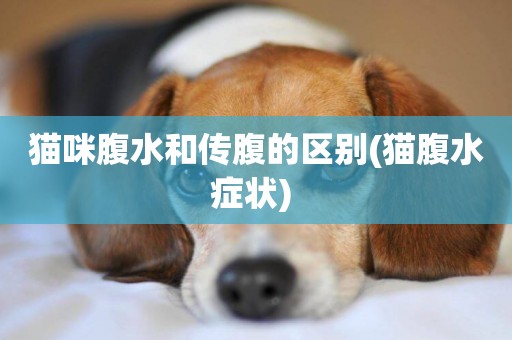 貓咪腹水和傳腹的區別(貓腹水癥狀) 