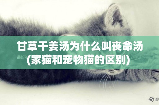 甘草干姜湯為什么叫喪命湯(家貓和寵物貓的區別) 