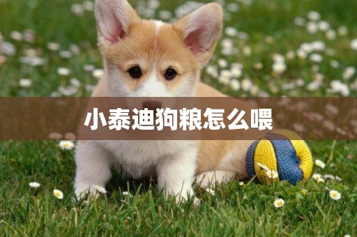 小泰迪狗糧怎么喂