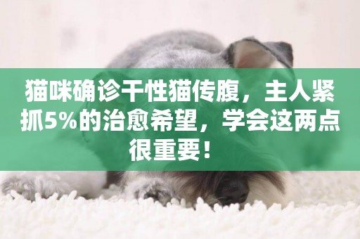 貓咪確診干性貓傳腹，主人緊抓5%的治愈希望，學會這兩點很重要！ 