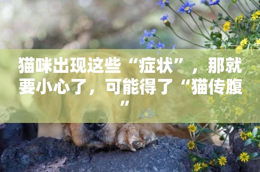 貓咪出現這些“癥狀”，那就要小心了，可能得了“貓傳腹” 
