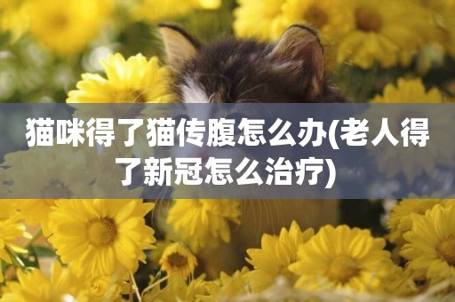 貓咪得了貓傳腹怎么辦(老人得了新冠怎么治療) 
