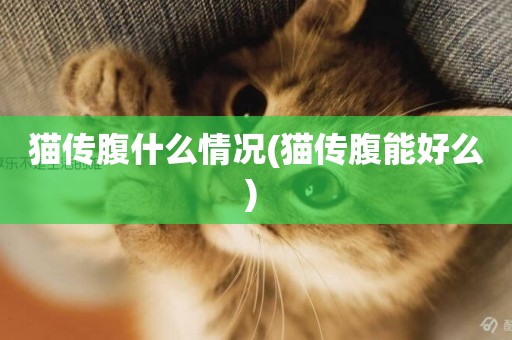 貓傳腹什么情況(貓傳腹能好么) 