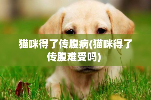 貓咪得了傳腹病(貓咪得了傳腹難受嗎) 