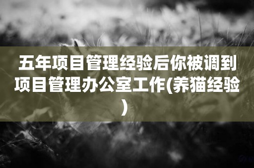 五年項目管理經驗后你被調到項目管理辦公室工作(養貓經驗) 