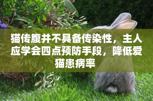 貓傳腹并不具備傳染性，主人應學會四點預防手段，降低愛貓患病率 
