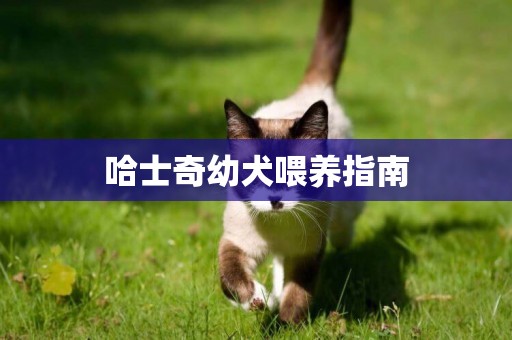 哈士奇幼犬喂養指南