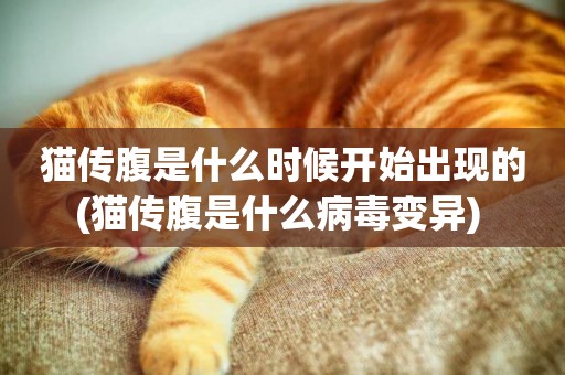 貓傳腹是什么時候開始出現的(貓傳腹是什么病毒變異) 