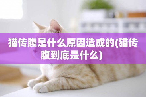 貓傳腹是什么原因造成的(貓傳腹到底是什么) 
