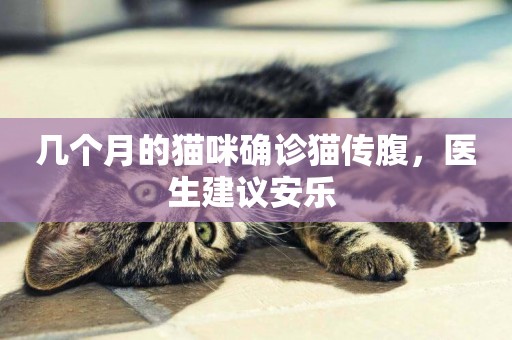 幾個月的貓咪確診貓傳腹，醫生建議安樂 