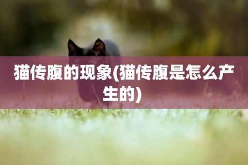 貓傳腹的現象(貓傳腹是怎么產生的) 