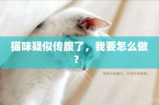 貓咪疑似傳腹了，我要怎么做？ 