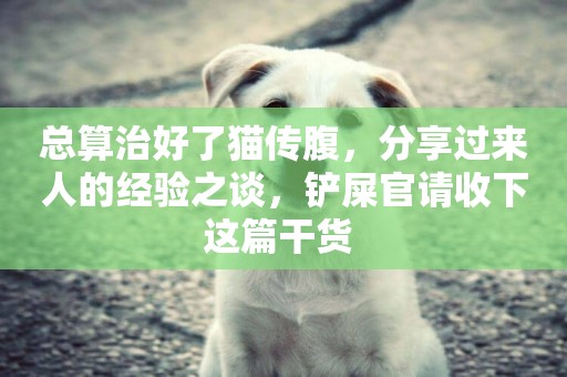 總算治好了貓傳腹，分享過來人的經驗之談，鏟屎官請收下這篇干貨 