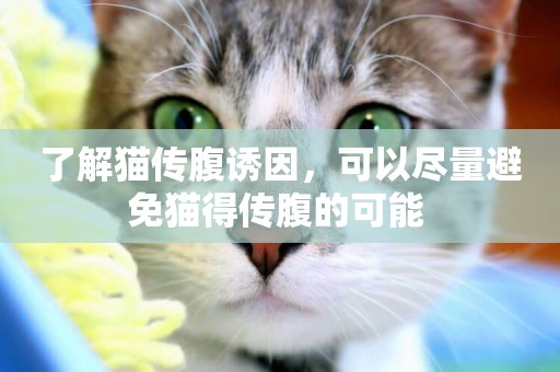 了解貓傳腹誘因，可以盡量避免貓得傳腹的可能 