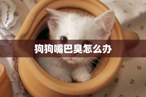 狗狗嘴巴臭怎么辦
