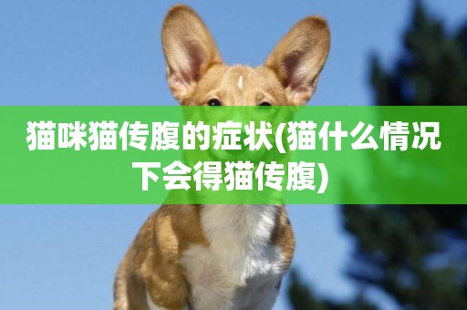 貓咪貓傳腹的癥狀(貓什么情況下會得貓傳腹) 