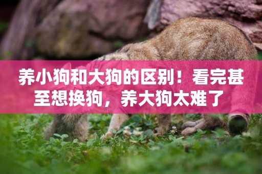 養小狗和大狗的區別！看完甚至想換狗，養大狗太難了 