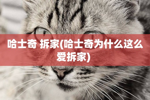 哈士奇 拆家(哈士奇為什么這么愛拆家) 